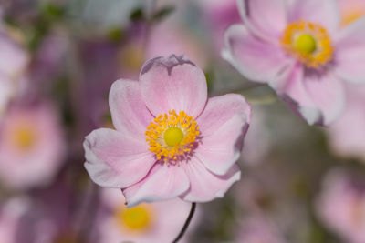 Close-up of pink flower