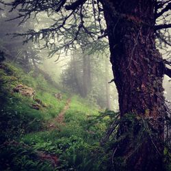 Trees growing in forest during foggy weather