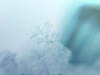 Close-up of snowflakes on ice