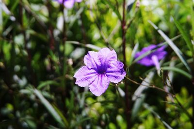 Close-up of purple flowering plant
