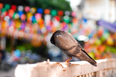 Close-up of bird perching on hand