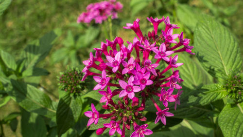 Close-up of pink flowers blooming outdoors