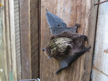 High angle view of bird flying