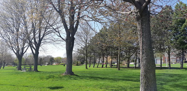 View of trees in park