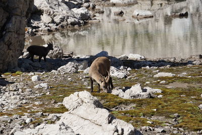 View of two drinking water from rocks