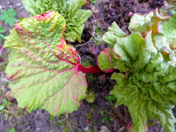 Close-up of leaves