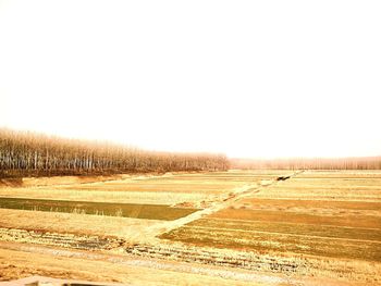 Scenic view of field against clear sky