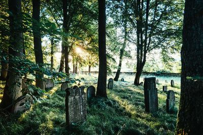 Trees in forest