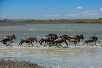 The great migration in east africa