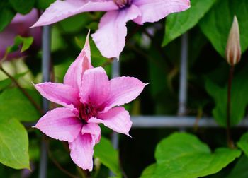 Close-up of pink flowering plant