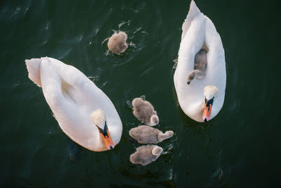 High angle view of swans swimming in lake