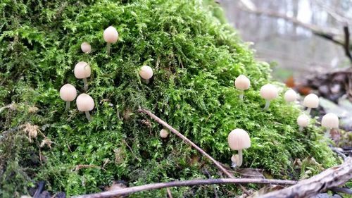 Close-up of plants growing in forest