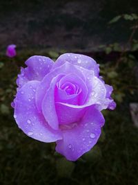 Close-up of water drops on rose