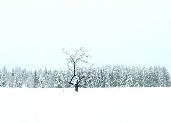 Bare trees on snow field against clear sky