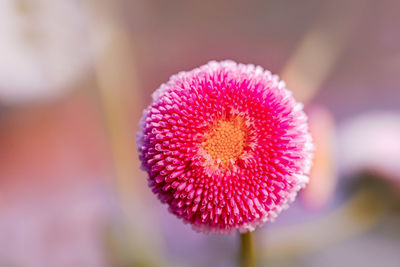 Close-up of pink flower