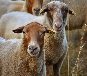 Portrait of sheep