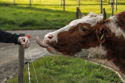 View of a cow on field