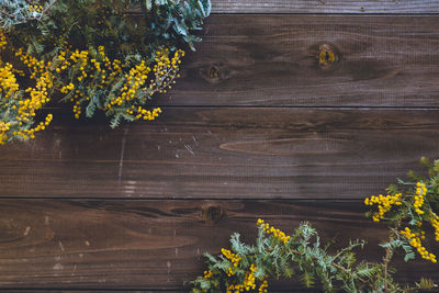 Close-up of yellow flowering plant