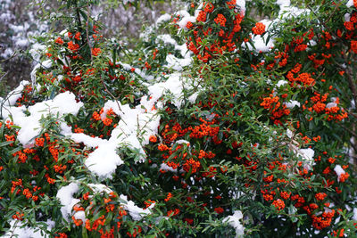 Red flowers on plant