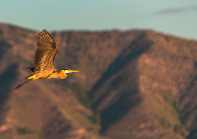 Bird flying in the sky