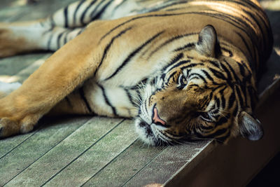 Tiger resting on wood at zoo