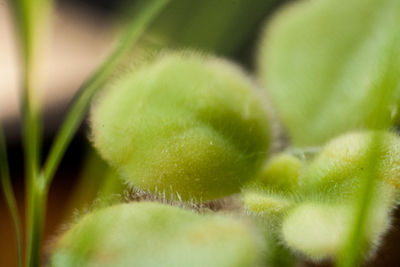 Close-up of plant against blurred background