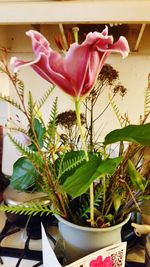 Close-up of pink flower in pot