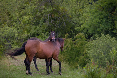 Horse standing in a farm