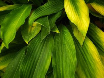 Full frame shot of fresh green leaves