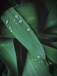 Close-up of raindrops on leaves