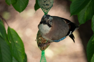 Close-up of bird perching on branch