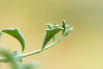 Close-up of green plant