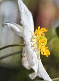 Close-up of yellow flowering plant