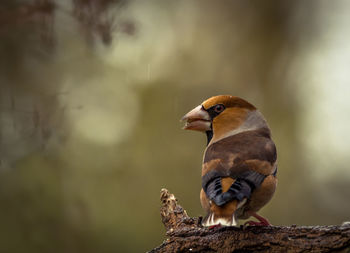 Close-up of bird perching outdoors