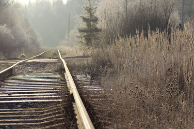 Railroad track passing through forest