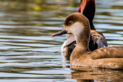 Close-up of duck swimming in lake