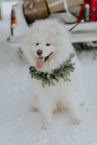 Portrait of white dog