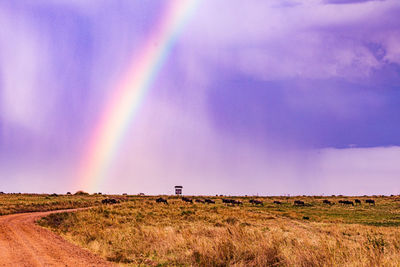 rainbow