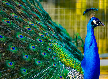 Close-up of peacock