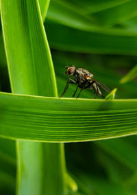 Close-up of fly on leaves