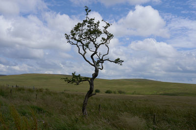 Tree on field against sky