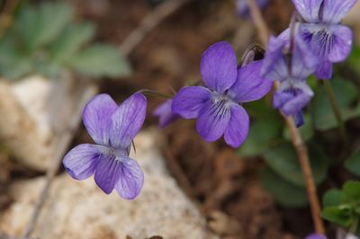 Close-up of purple flowering plant