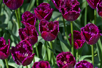 Close-up of purple flowering plants