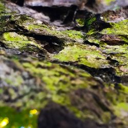 Detail shot of tree trunk