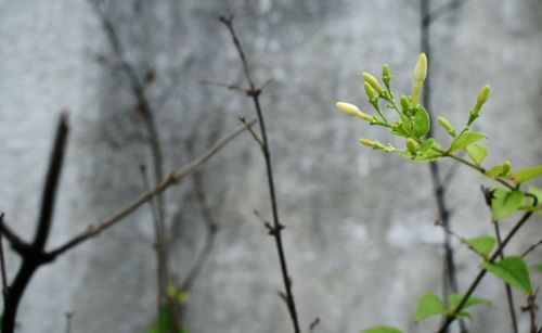 Close-up of plant growing outdoors