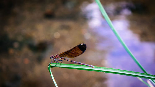 Close-up of butterfly perching on leaf