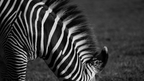 Close-up of zebra on field at night