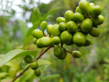 Close-up of fruits growing on tree