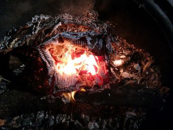 View of trees at night