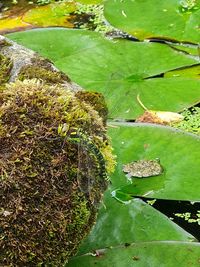 High angle view of leaves and rocks in lake